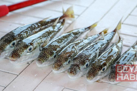 6 yılda 665 bin balon balığı yakalandı, 50 milyon bireyin sisteme girişi önlendi