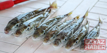 6 yılda 665 bin balon balığı yakalandı, 50 milyon bireyin sisteme girişi önlendi