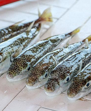 6 yılda 665 bin balon balığı yakalandı, 50 milyon bireyin sisteme girişi önlendi