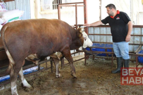 1 ton 130 kiloluk kurbanlık dana, 450 bin liraya satışa çıkartıldı