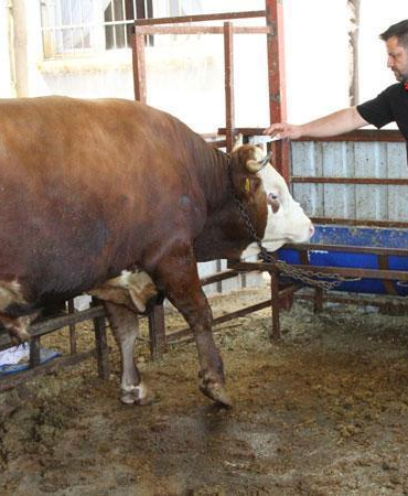 1 ton 130 kiloluk kurbanlık dana, 450 bin liraya satışa çıkartıldı