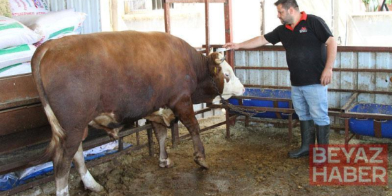 1 ton 130 kiloluk kurbanlık dana, 450 bin liraya satışa çıkartıldı
