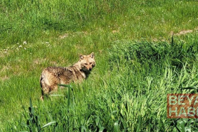 Nesli tükenme tehlikesi altındaki çakal tarlada görüntülendi