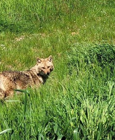 Nesli tükenme tehlikesi altındaki çakal tarlada görüntülendi