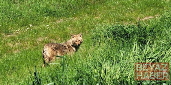 Nesli tükenme tehlikesi altındaki çakal tarlada görüntülendi