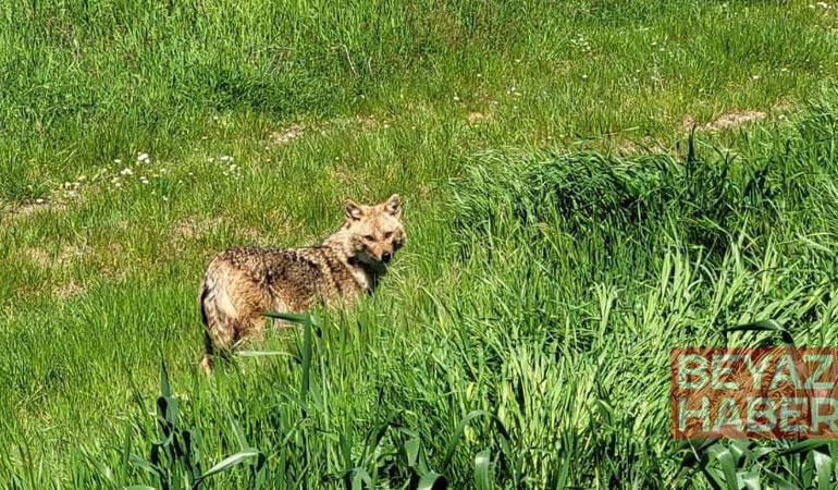 Nesli tükenme tehlikesi altındaki çakal tarlada görüntülendi