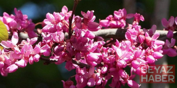 Baharın habercisi erguvanlar İstanbul