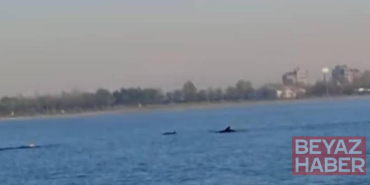 Küçükçekmece Sahili'nde yunuslar görüntülendi