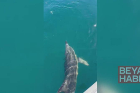 Balıkçılar oltadaki balık ile yunusu etraflarında yüzdürdü; o anlar kamerada