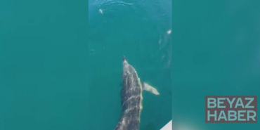 Balıkçılar oltadaki balık ile yunusu etraflarında yüzdürdü; o anlar kamerada