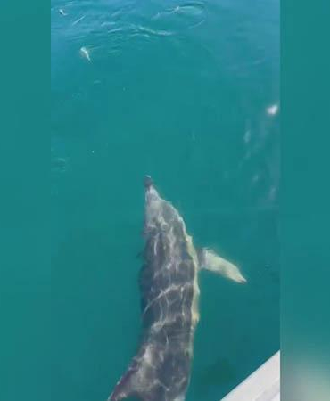 Balıkçılar oltadaki balık ile yunusu etraflarında yüzdürdü; o anlar kamerada