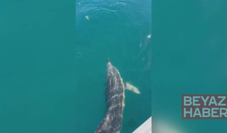 Balıkçılar oltadaki balık ile yunusu etraflarında yüzdürdü; o anlar kamerada