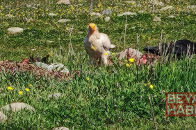 Bolu’da nesli tehlikedeki Mısır akbabaları görüntülendi