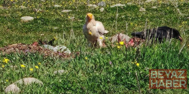 Bolu’da nesli tehlikedeki Mısır akbabaları görüntülendi
