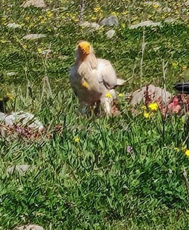 Bolu’da nesli tehlikedeki Mısır akbabaları görüntülendi