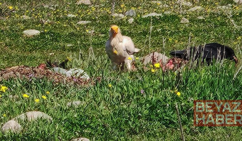 Bolu’da nesli tehlikedeki Mısır akbabaları görüntülendi