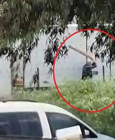 Tavuklarını yediği gerekçesiyle sokak köpeğini sopayla döven kişi gözaltında