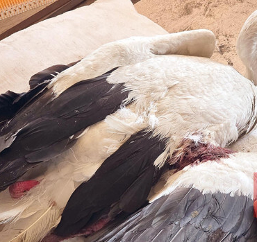 Bu ne vicdansızlık... 2 ayda 53 leylek vuruldu