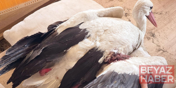 Bu ne vicdansızlık... 2 ayda 53 leylek vuruldu