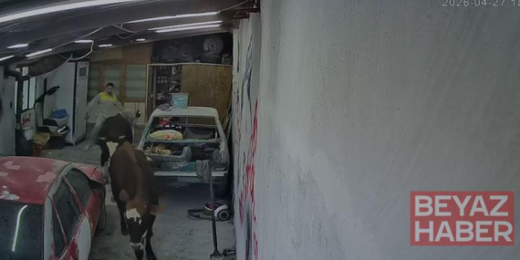 Ahırdan kaçan büyükbaşlar oto tamirciye girdi