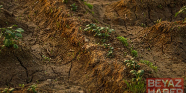 İklim Değişikliğiyle Mücadelede Yerli Tohumlar Öne Çıkıyor