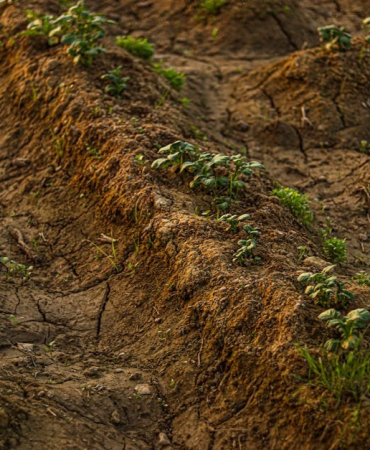 İklim Değişikliğiyle Mücadelede Yerli Tohumlar Öne Çıkıyor