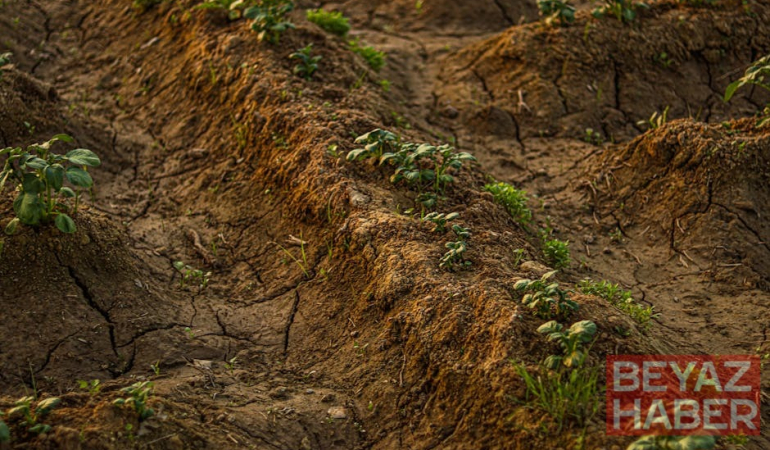 İklim Değişikliğiyle Mücadelede Yerli Tohumlar Öne Çıkıyor
