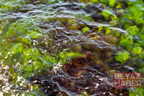 Marmara Denizi'nde Alg Patlaması: Su Rengi Turuncuya Dönüştü