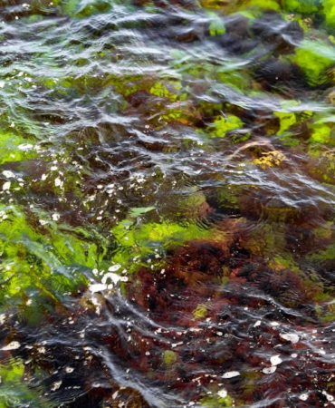 Marmara Denizi'nde Alg Patlaması: Su Rengi Turuncuya Dönüştü