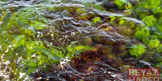 Marmara Denizi'nde Alg Patlaması: Su Rengi Turuncuya Dönüştü