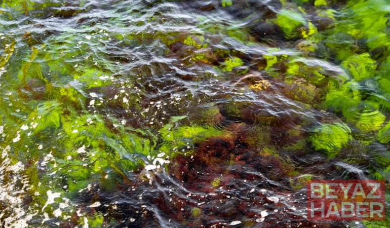 Marmara Denizi'nde Alg Patlaması: Su Rengi Turuncuya Dönüştü