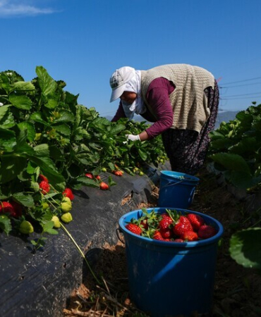 Bakan Yumaklı, yaklaşık 1,4 milyar lira tarımsal destekleme ödemesinin bugün yapılacağını bildirdi
