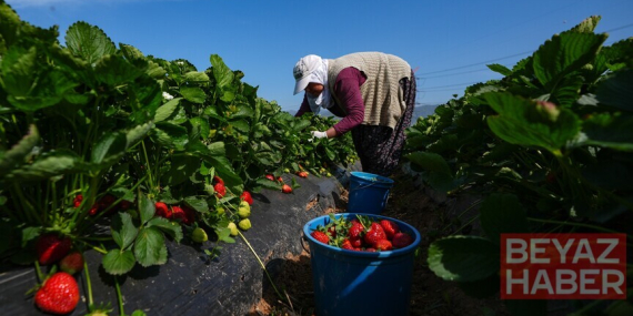 Bakan Yumaklı, yaklaşık 1,4 milyar lira tarımsal destekleme ödemesinin bugün yapılacağını bildirdi