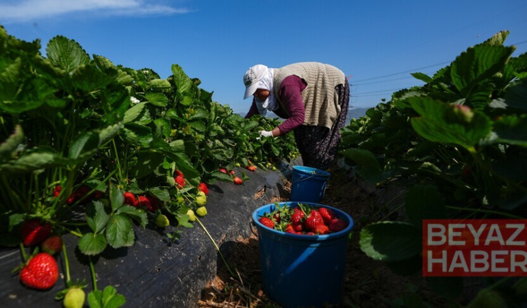 Bakan Yumaklı, yaklaşık 1,4 milyar lira tarımsal destekleme ödemesinin bugün yapılacağını bildirdi