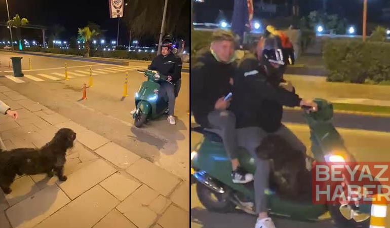 Sokak köpeği motosiklete binmek istedi; o anlar kamerada