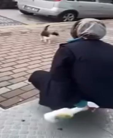 Kedinin yüzüne sprey sıkan market çalışanı gözaltına alındı
