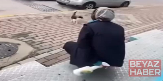 Kedinin yüzüne sprey sıkan market çalışanı gözaltına alındı