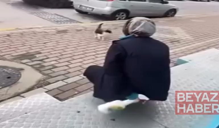 Kedinin yüzüne sprey sıkan market çalışanı gözaltına alındı
