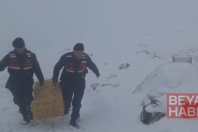 Jandarmadan karda mahsur kalan hayvanlar için saman balyası