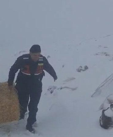 Jandarmadan karda mahsur kalan hayvanlar için saman balyası