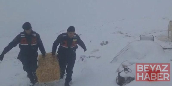 Jandarmadan karda mahsur kalan hayvanlar için saman balyası