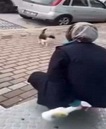Kedinin yüzüne yağ çözücü sprey sıkan market çalışanı adli kontrol şartıyla serbest