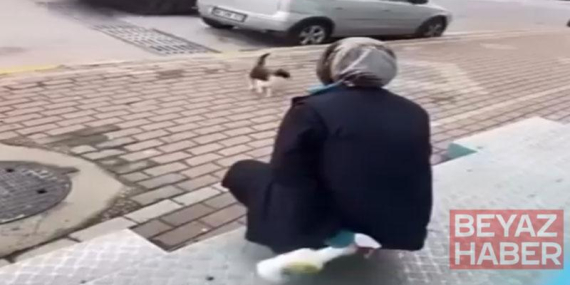 Kedinin yüzüne yağ çözücü sprey sıkan market çalışanı adli kontrol şartıyla serbest