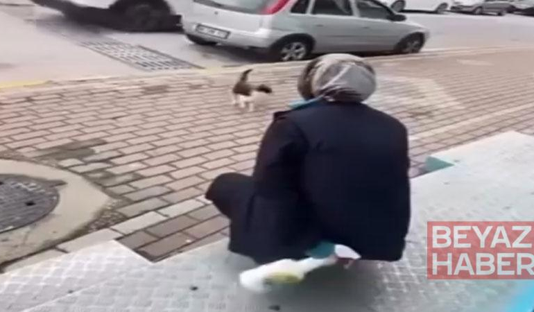 Kedinin yüzüne yağ çözücü sprey sıkan market çalışanı adli kontrol şartıyla serbest