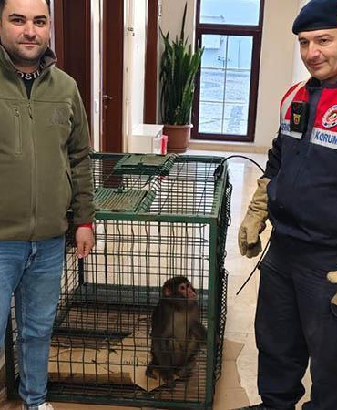 Köy yolunda bulunan