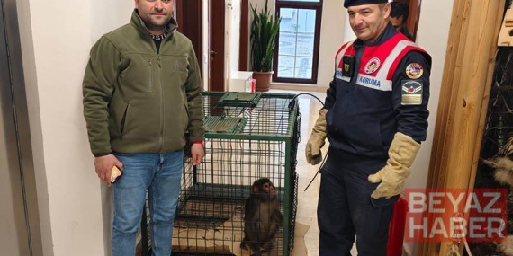 Köy yolunda bulunan