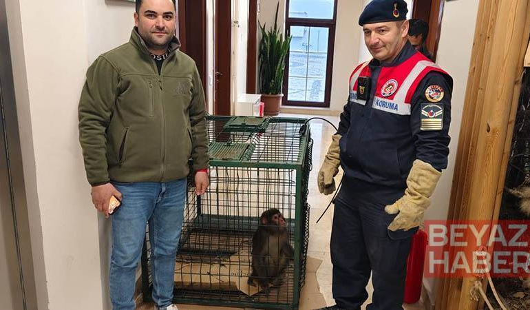 Köy yolunda bulunan