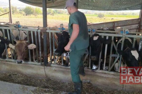 Aydın’da şap hastalığı: 17 mahallede karantina tedbirleri alındı
