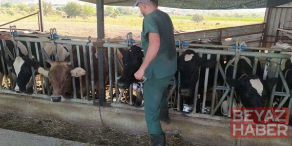 Aydın’da şap hastalığı: 17 mahallede karantina tedbirleri alındı