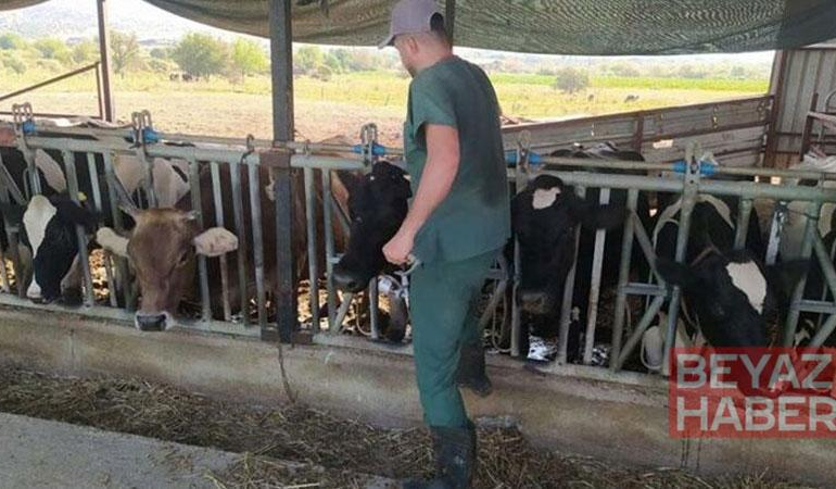 Aydın’da şap hastalığı: 17 mahallede karantina tedbirleri alındı